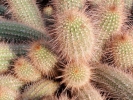cacti cacti closeup 1