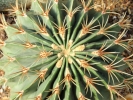 cacti cacti closeup 4