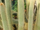 cacti cacti closeup 5