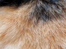cats cat fur 1
