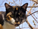 cats cat in tree 3
