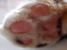 cats cat paw 2