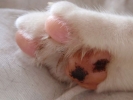 cats cat paw 3