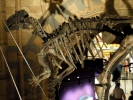 dinosaurs skeleton 1