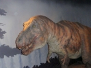 dinosaurs t rex 1