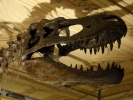 dinosaurs trex skull