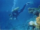 diving diving img253
