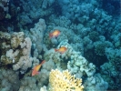 diving diving img254