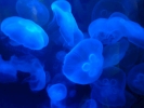 diving jellyfish p1070928 s