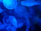 diving jellyfish p1070929 s