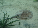 diving sting ray 3