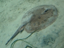 diving sting ray 5