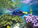 diving tropical fish p1070930 s