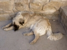 dogs dog lying down p1010430