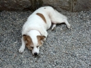 dogs dog sleeping corgi p1050166 b
