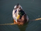 ducks duck