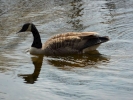 ducks duck on river 1