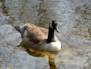 ducks duck on river 2