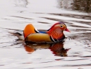 ducks duck on river 3