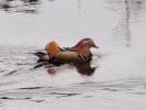 ducks duck on river 4