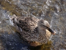 ducks duck on river closup