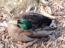 ducks duck sleeping 1