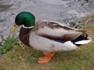 ducks duck standing on bank 1