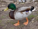 ducks duck standing on bank 2