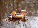 ducks mandarin duck p3310433