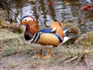 ducks mandarin duck p3310434