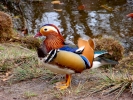 ducks mandarin duck p3310435