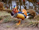 ducks mandarin duck p3310436