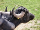 farm buffalo 1