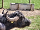 farm buffalo 2
