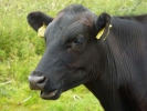 farm bullock closeup p1050868