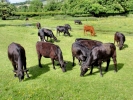 farm bullock herd p5240035