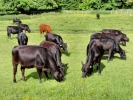farm bullock herd p5240038