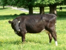 farm cow in field of buttercups p1030784
