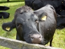 farm cow p1070715 s
