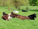 farm cows 2