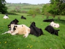 farm cows 3