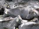 farm cows herd of closeup p1020347 b
