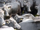 farm cows herd of closeup p1070718 s