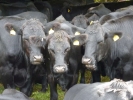 farm cows herd of p1070716 s