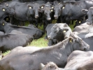 farm cows herd of under a tree closeup p1020346 b