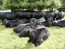 farm cows herd of under a tree p1020343 b