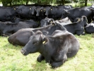 farm cows herd p1020345 b