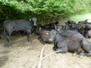 farm cows under tree p1030861