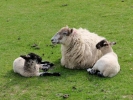 farm ewe and lambs 10