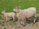 farm ewe and lambs 11